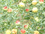 img0006.jpg