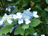 img0020.jpg