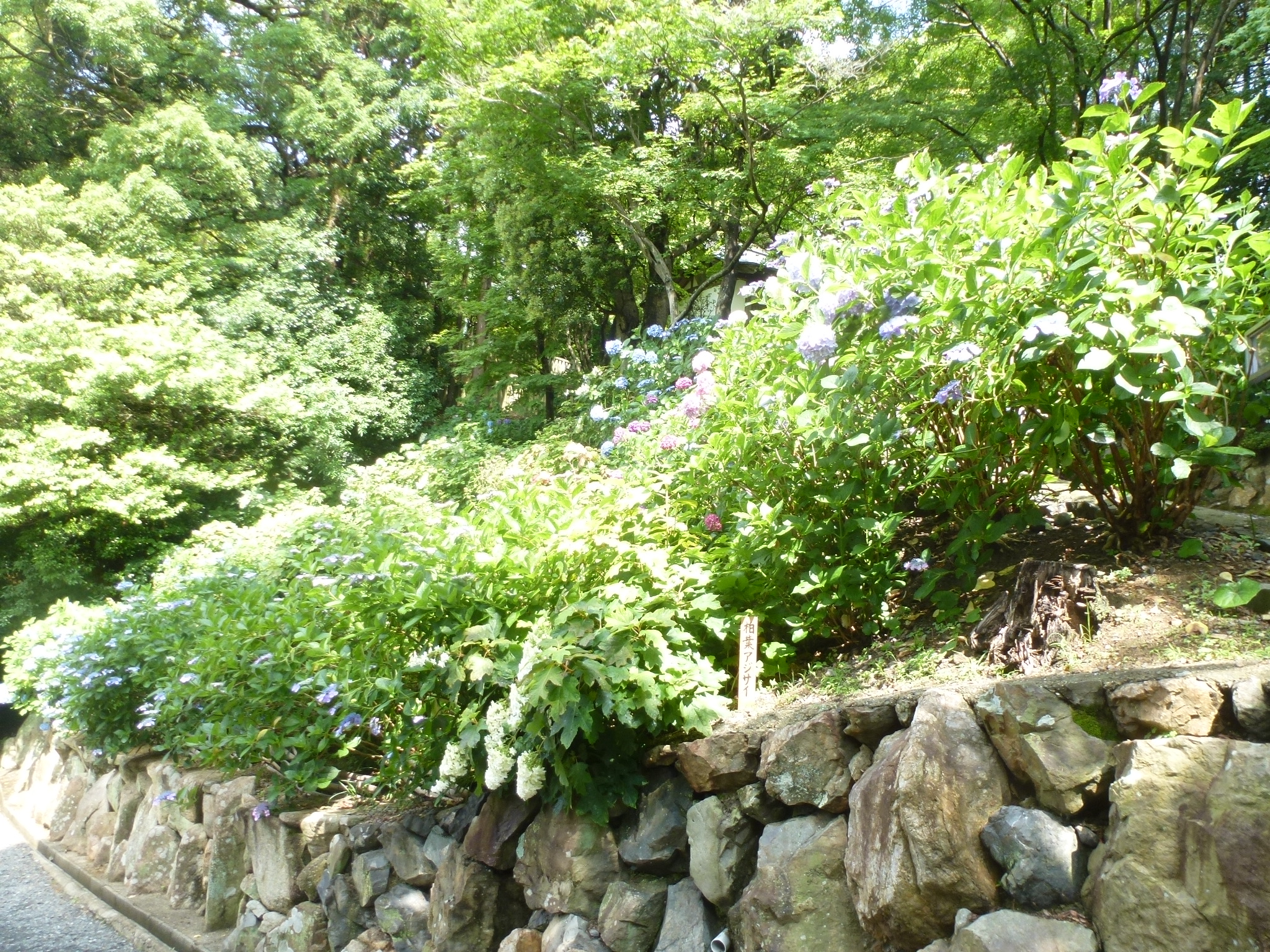 P1160665.JPG