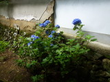 img0010.jpg