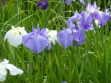 img0038.jpg