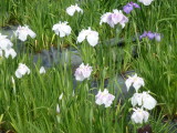 img0040.jpg