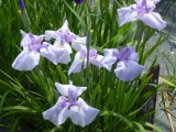 img0043.jpg