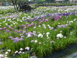 img0048.jpg
