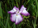 img0049.jpg