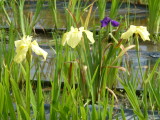 img0050.jpg