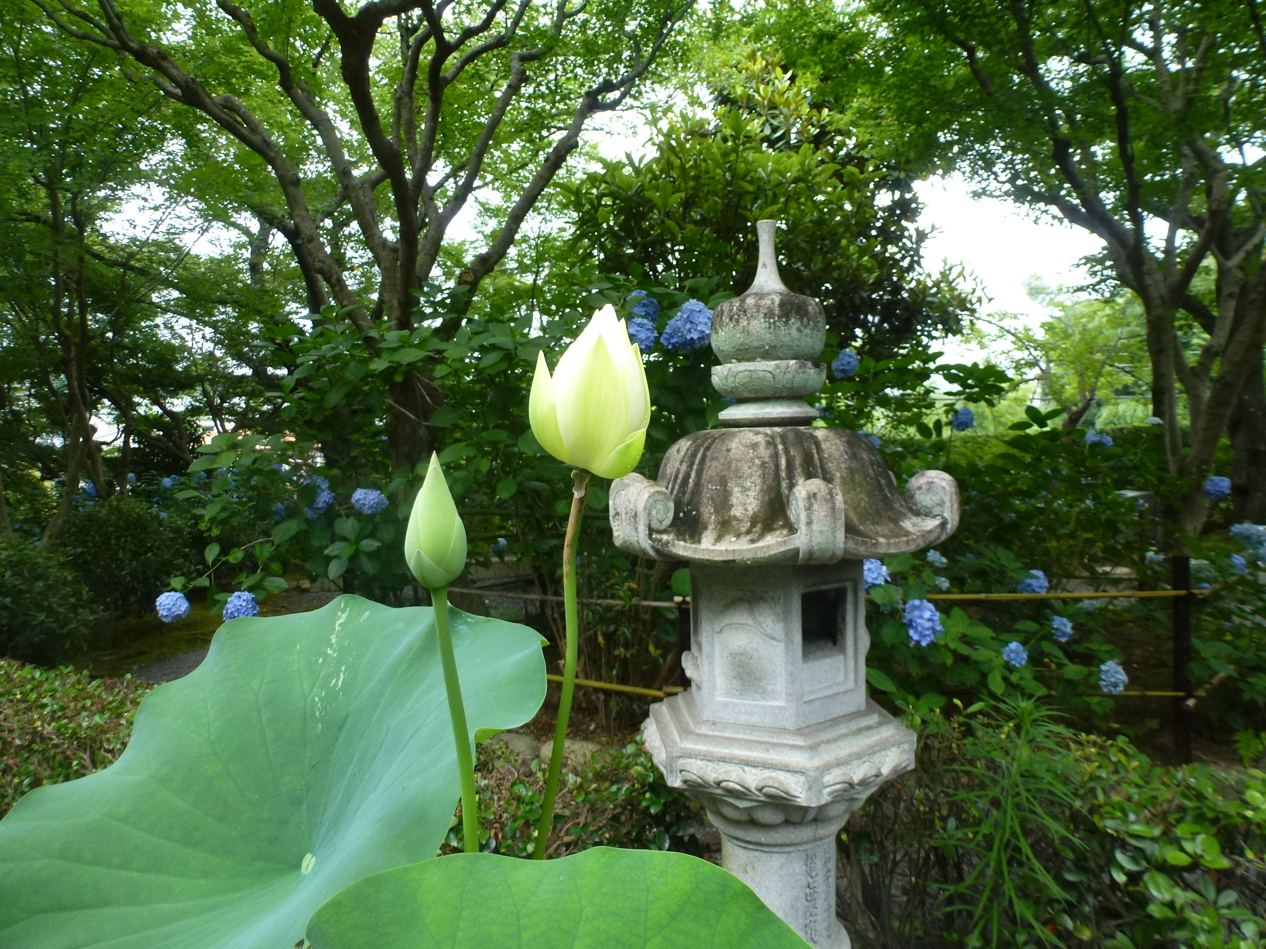 P1160738.JPG