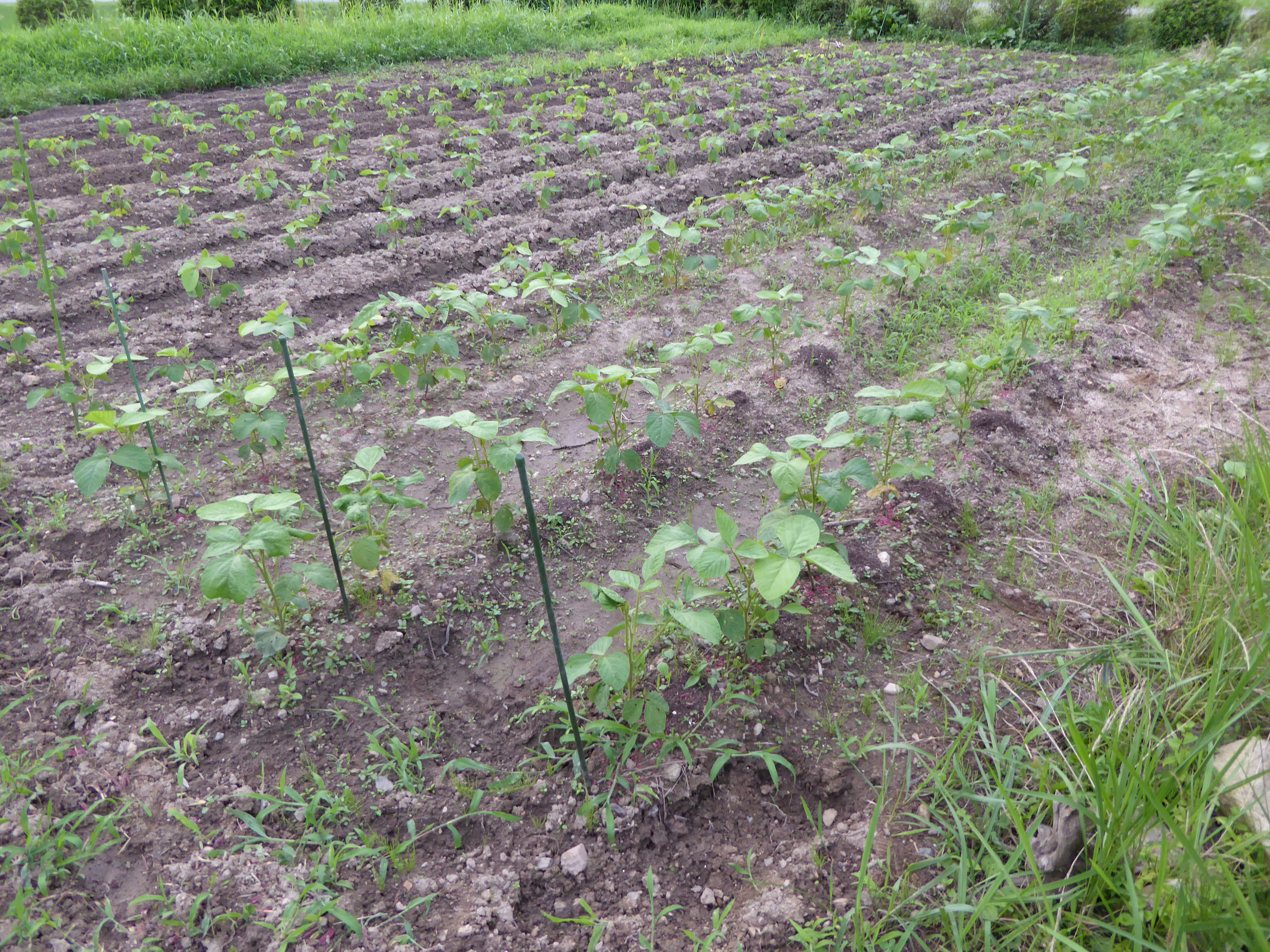 P1000009.JPG