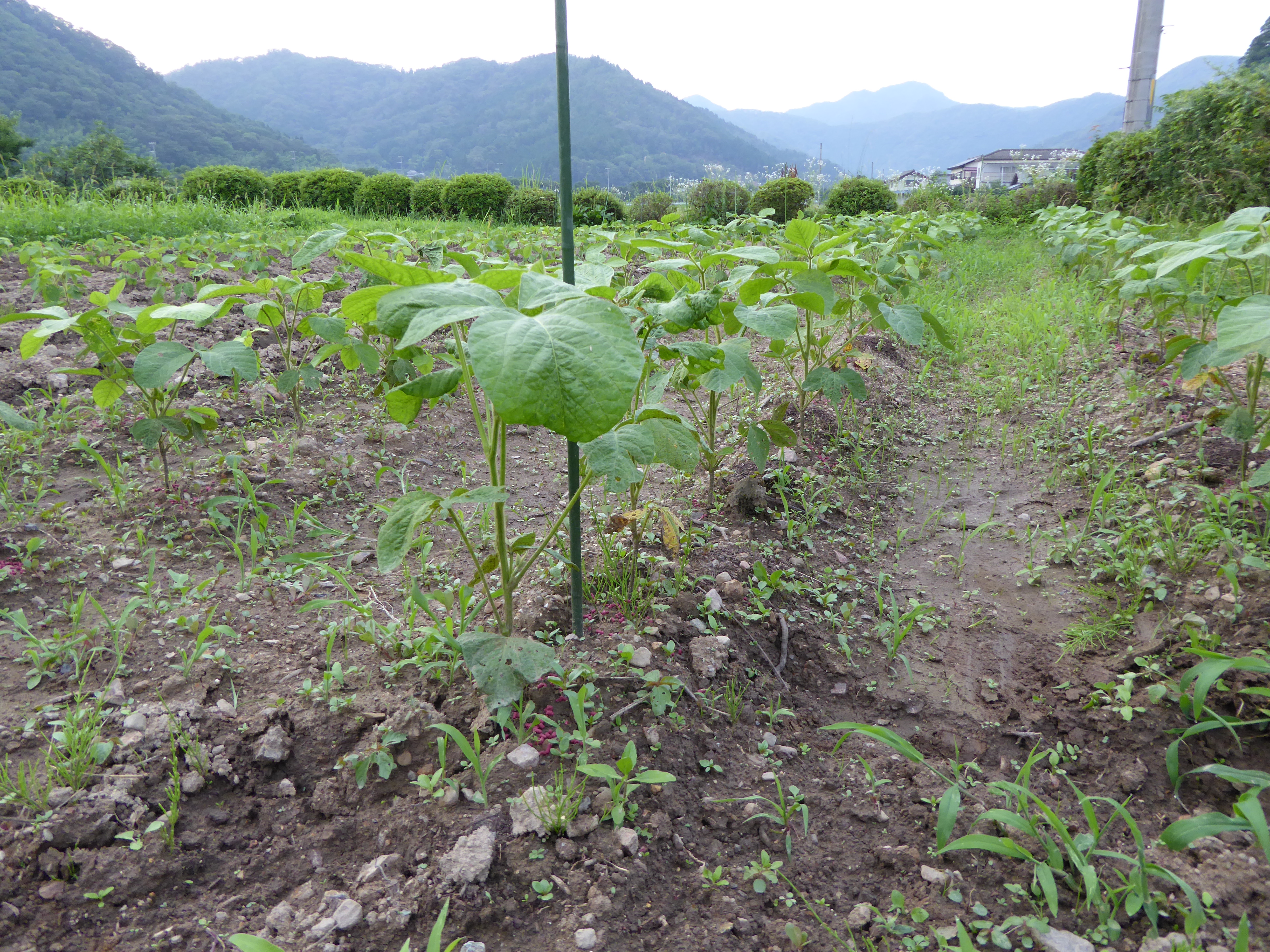 P1000010.JPG