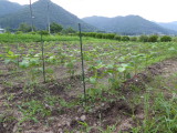 img0007.jpg