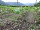 img0009.jpg