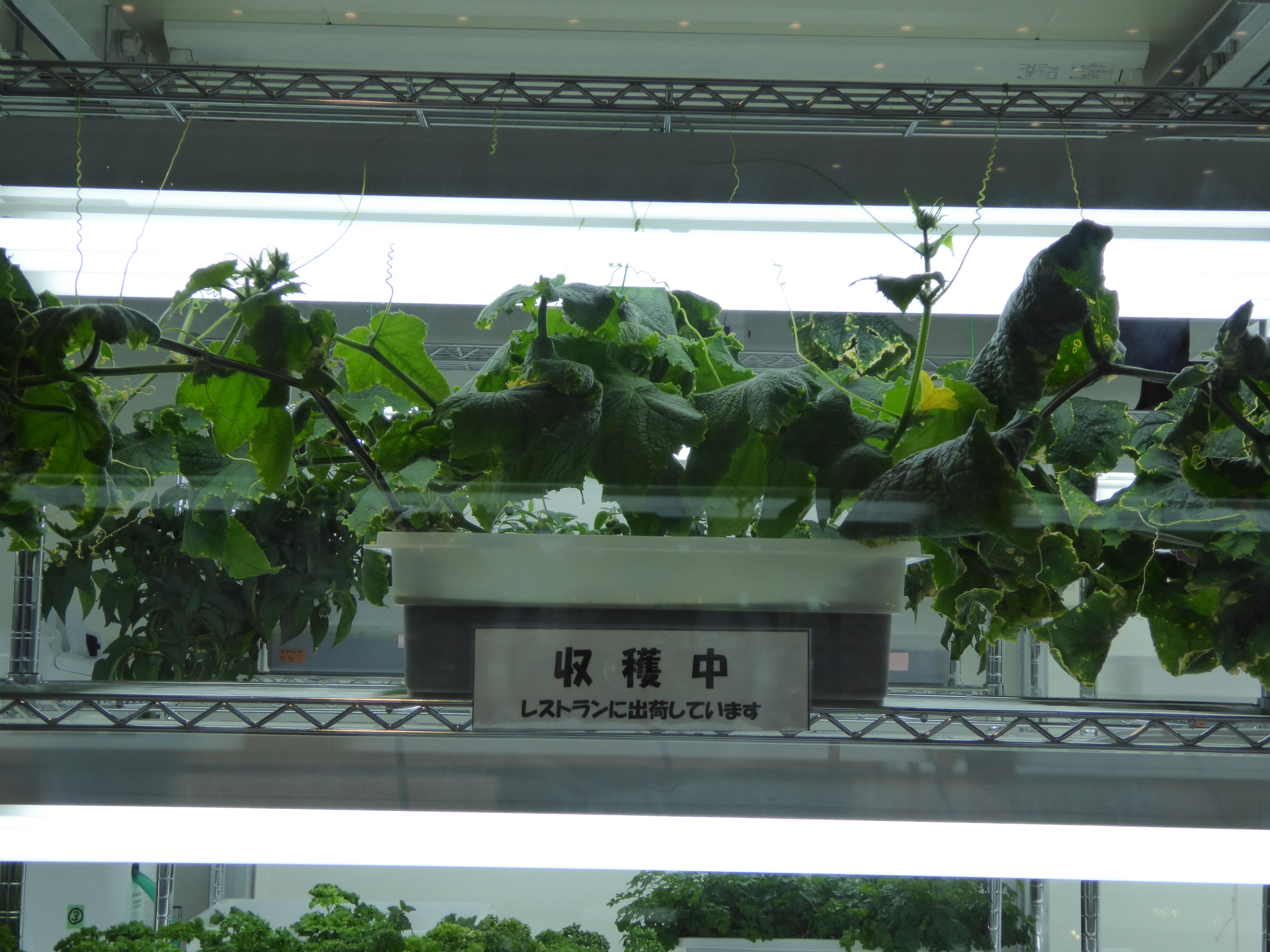 P1000545.JPG
