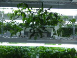 img0004.jpg