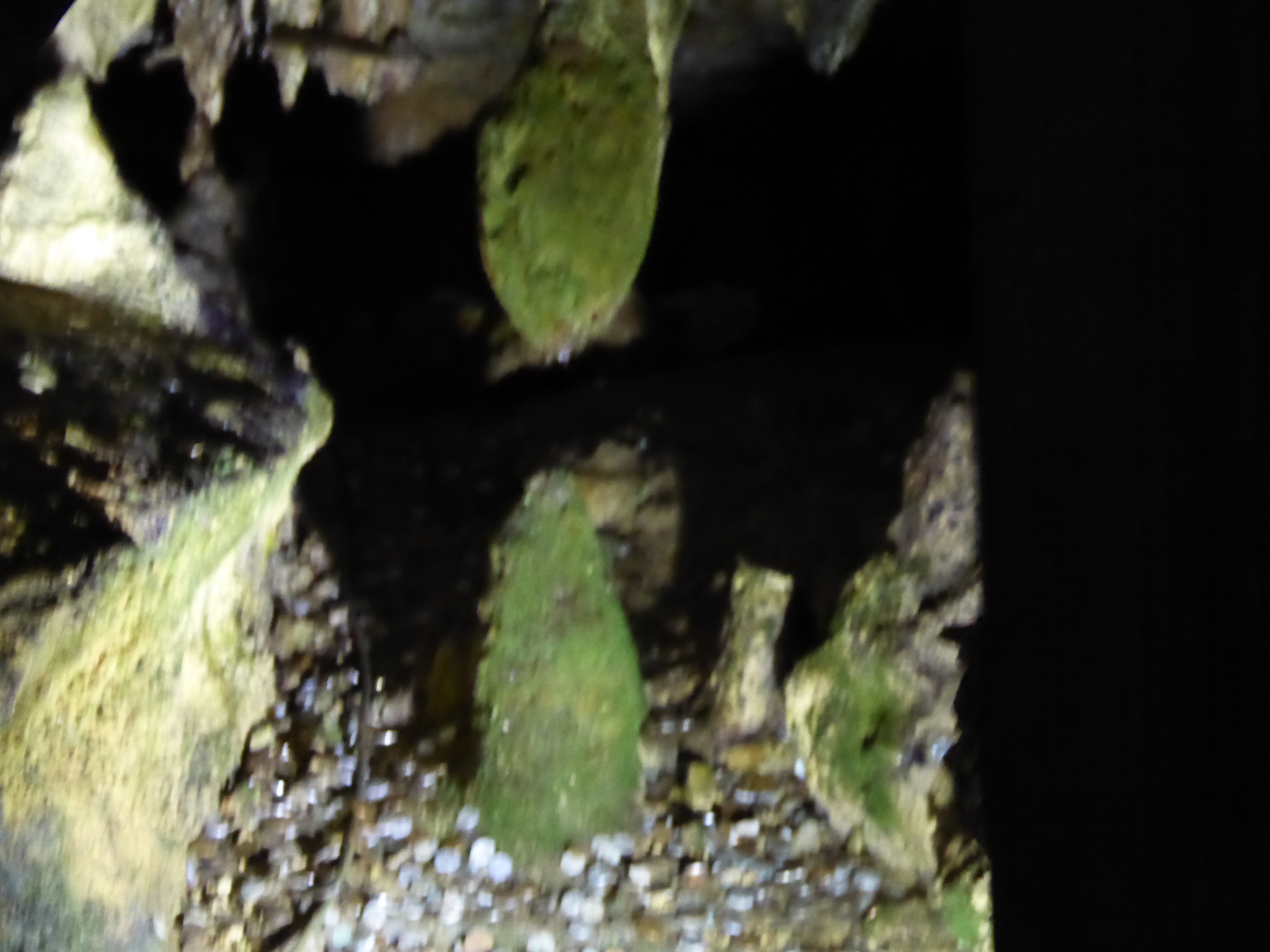P1000596.JPG