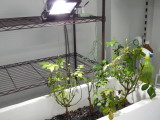 img0006.jpg