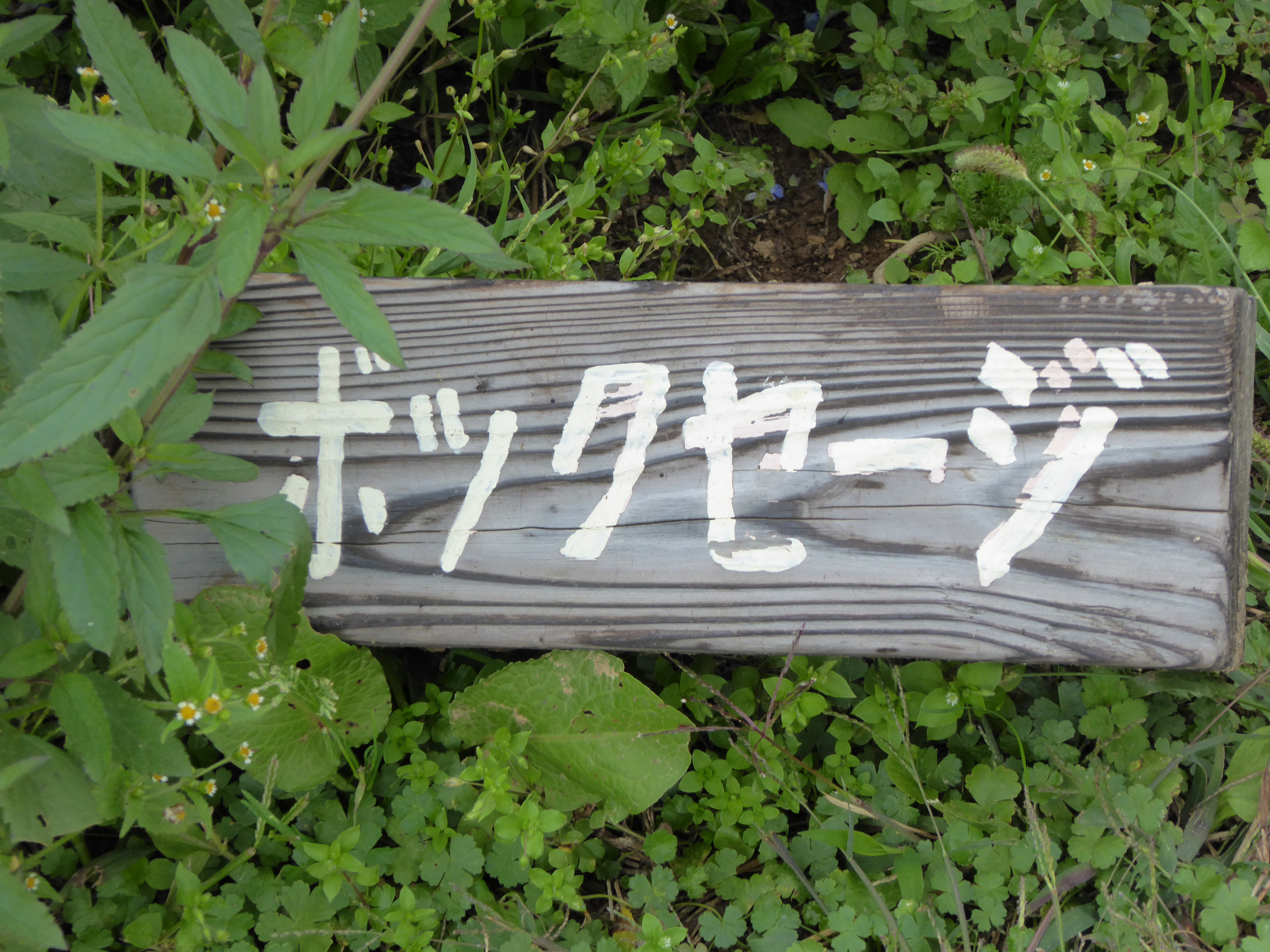 P1000864.JPG