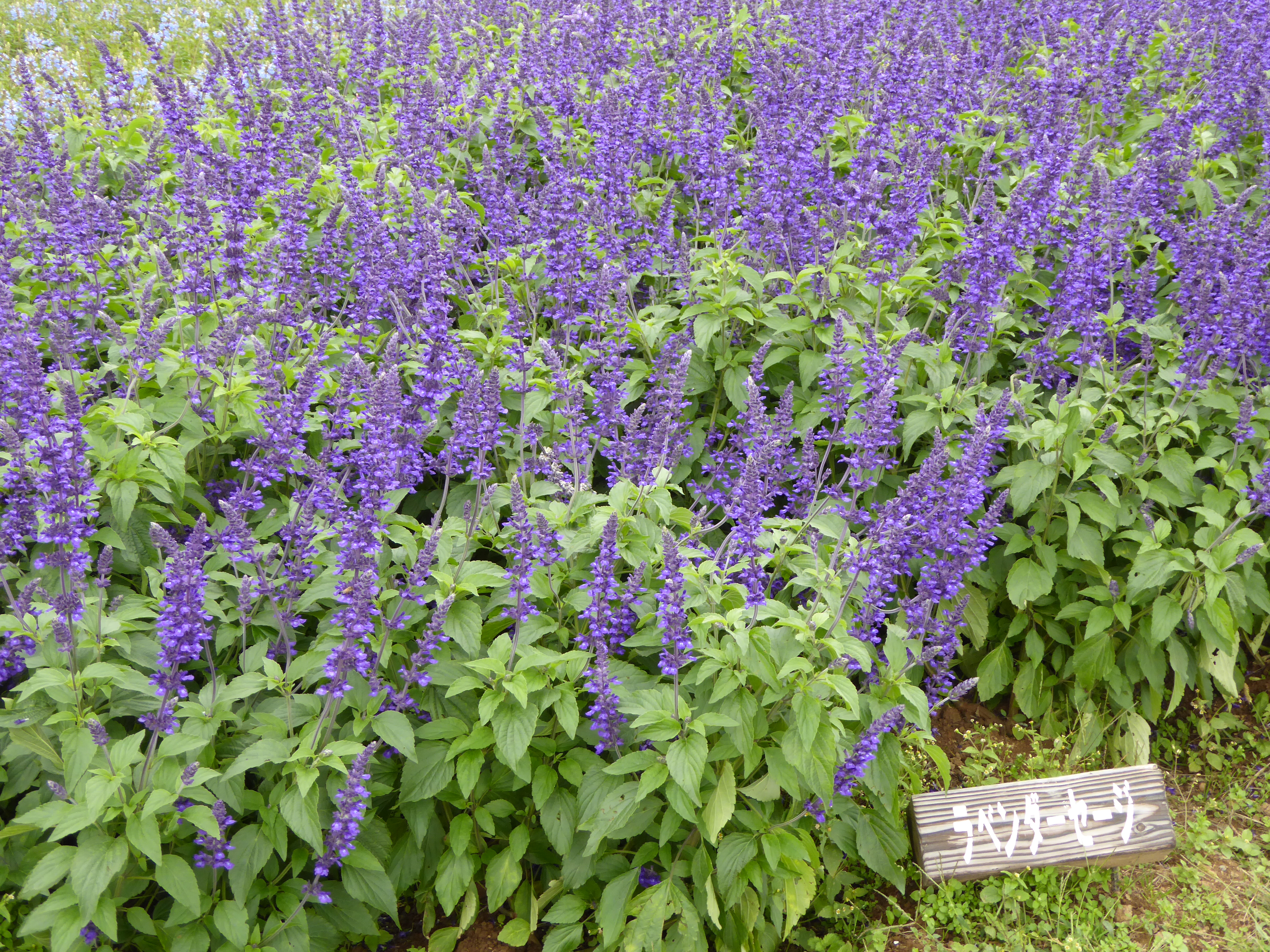 P1000865.JPG