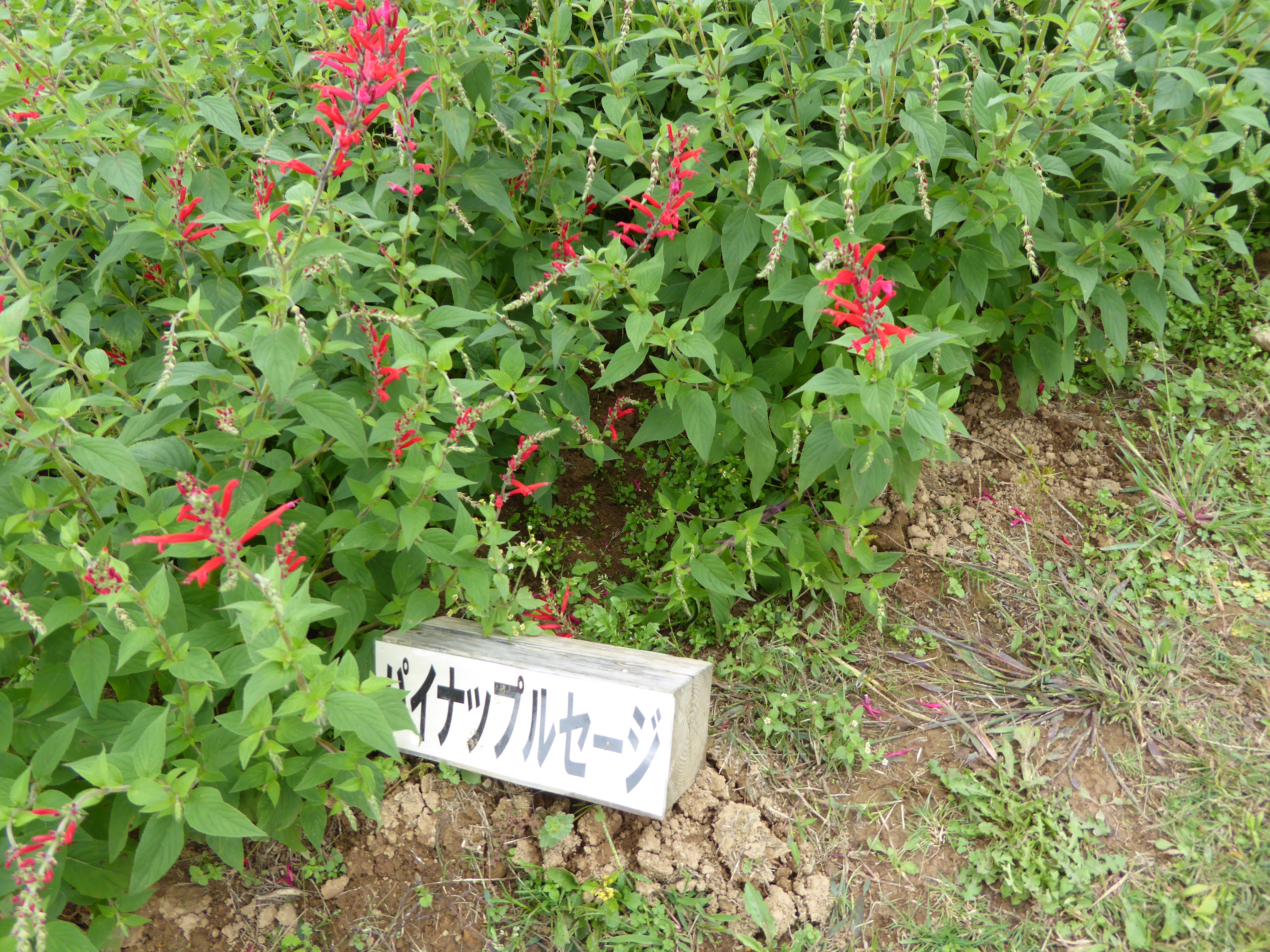P1000866.JPG