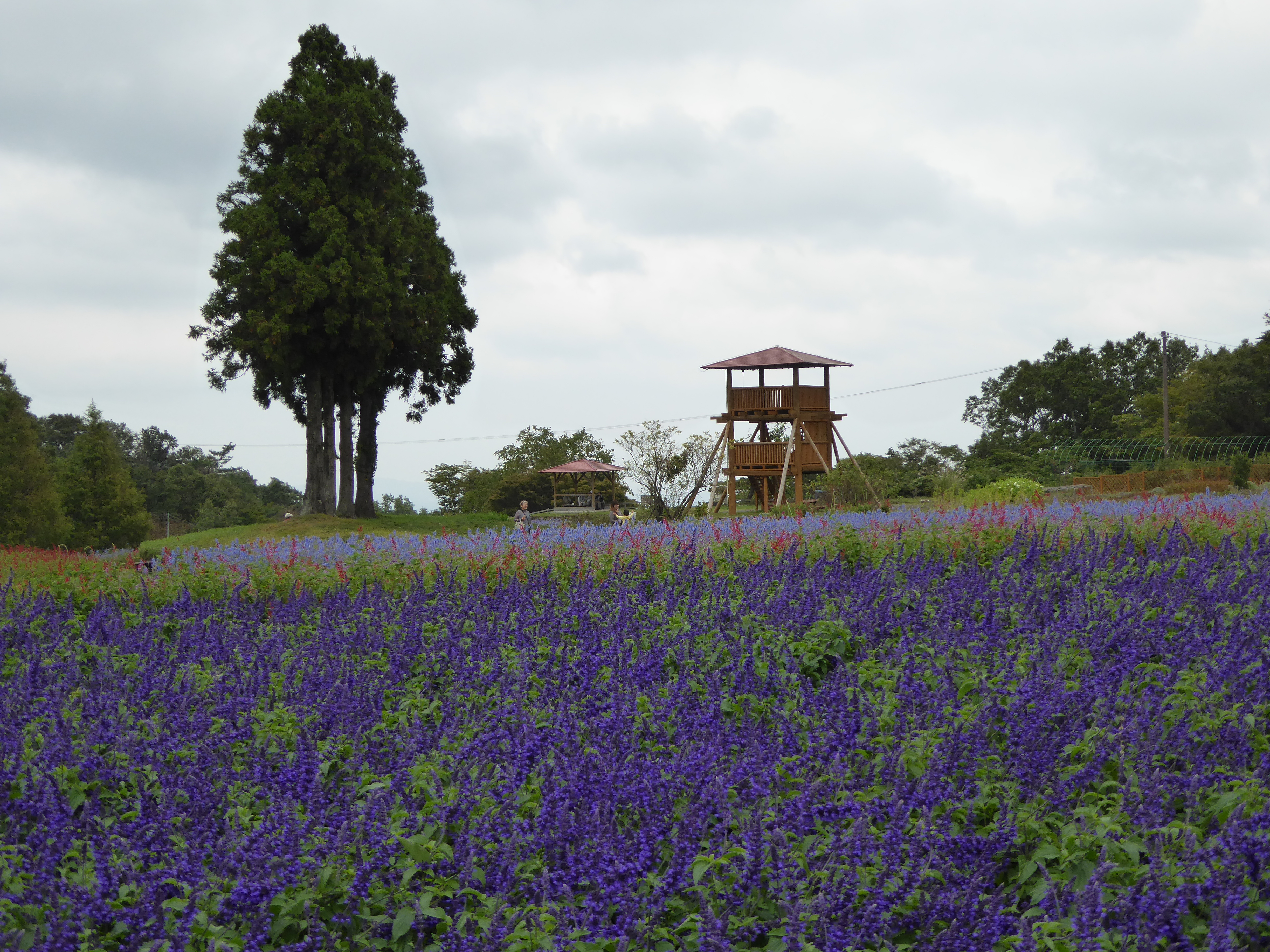 P1000879.JPG