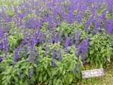 img0008.jpg