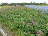 img0015.jpg