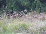 img0033.jpg