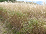 img0014.jpg