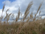 img0015.jpg