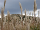 img0017.jpg