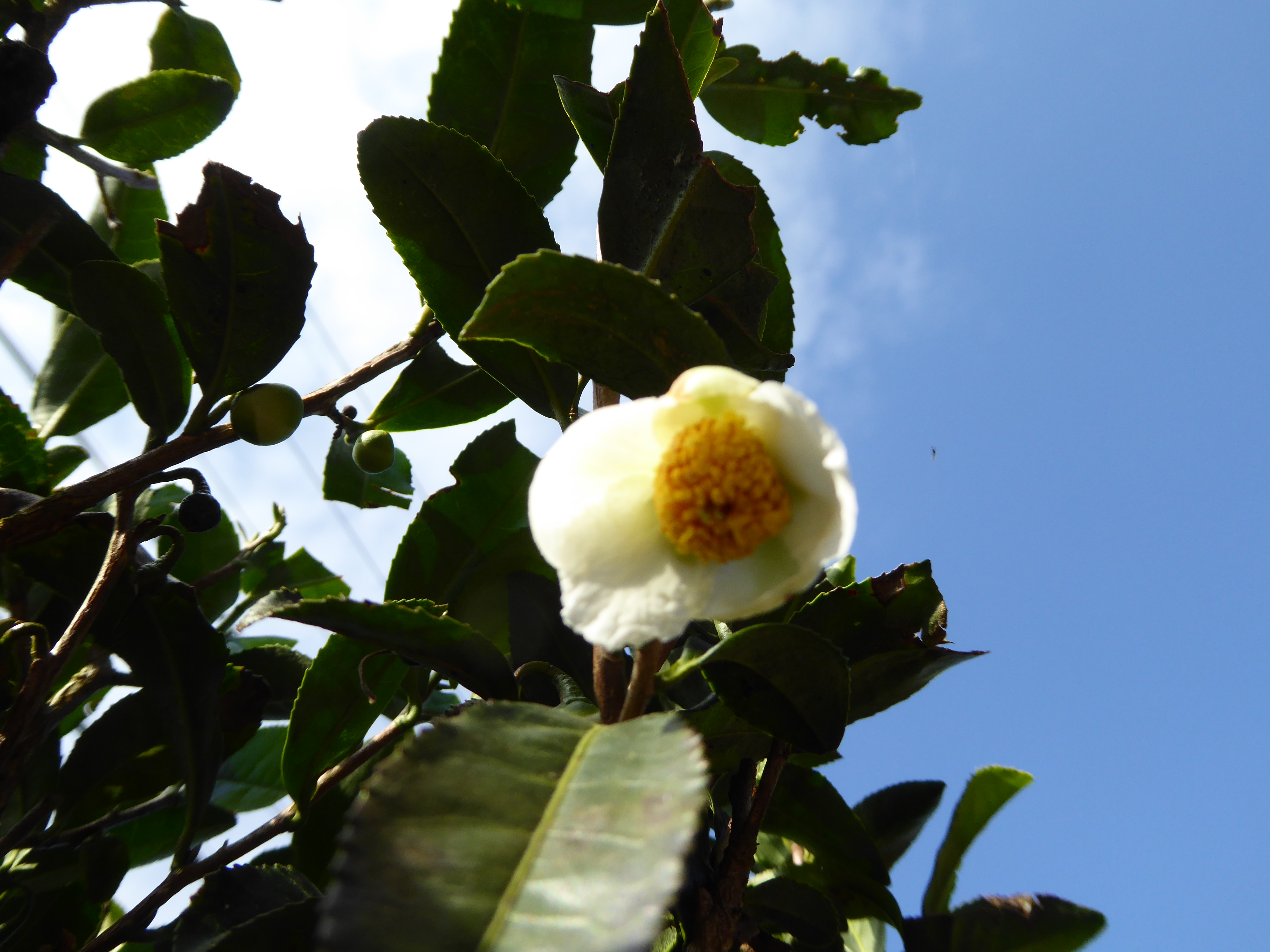 P1010117.JPG