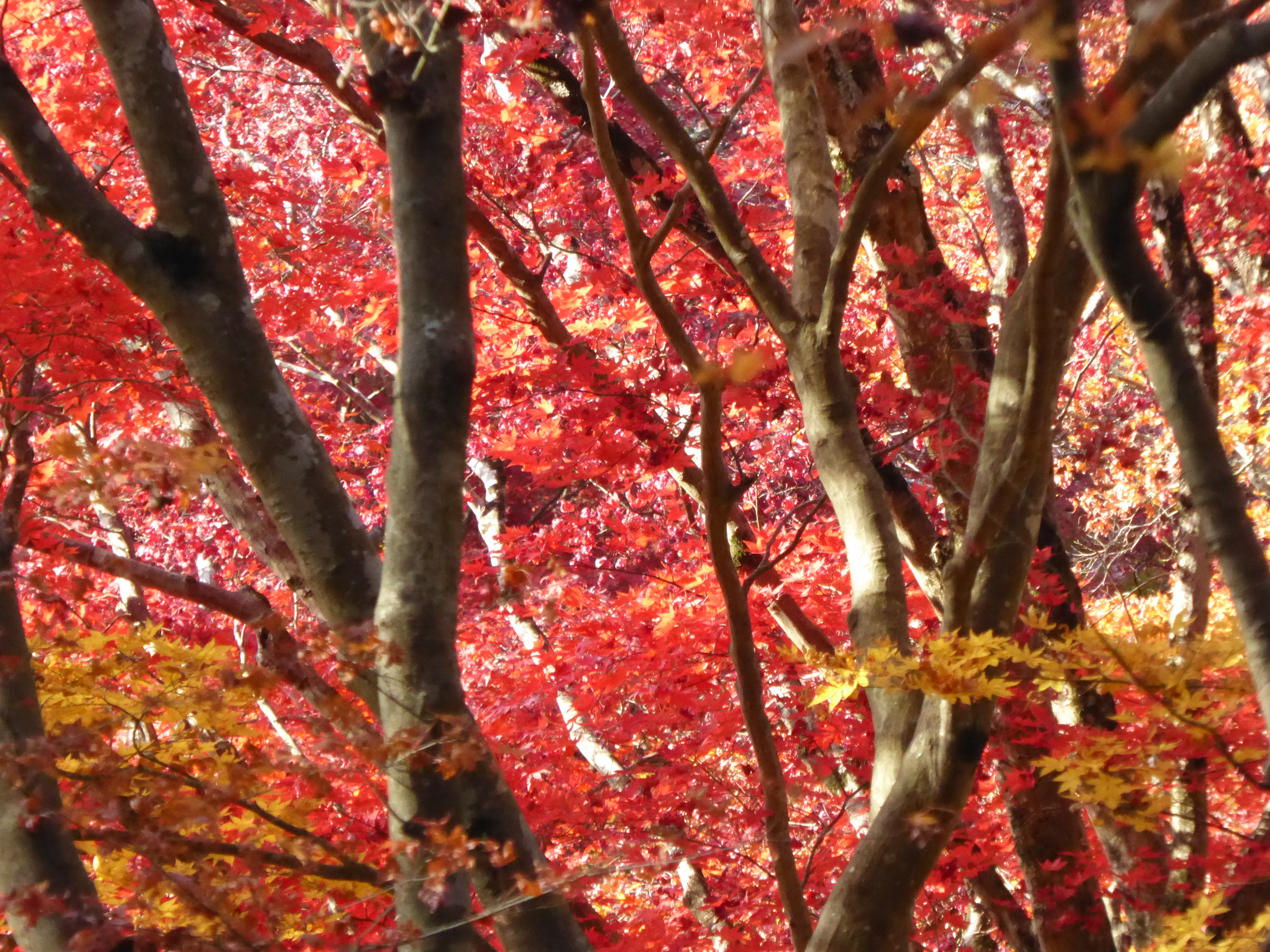 P1010163.JPG
