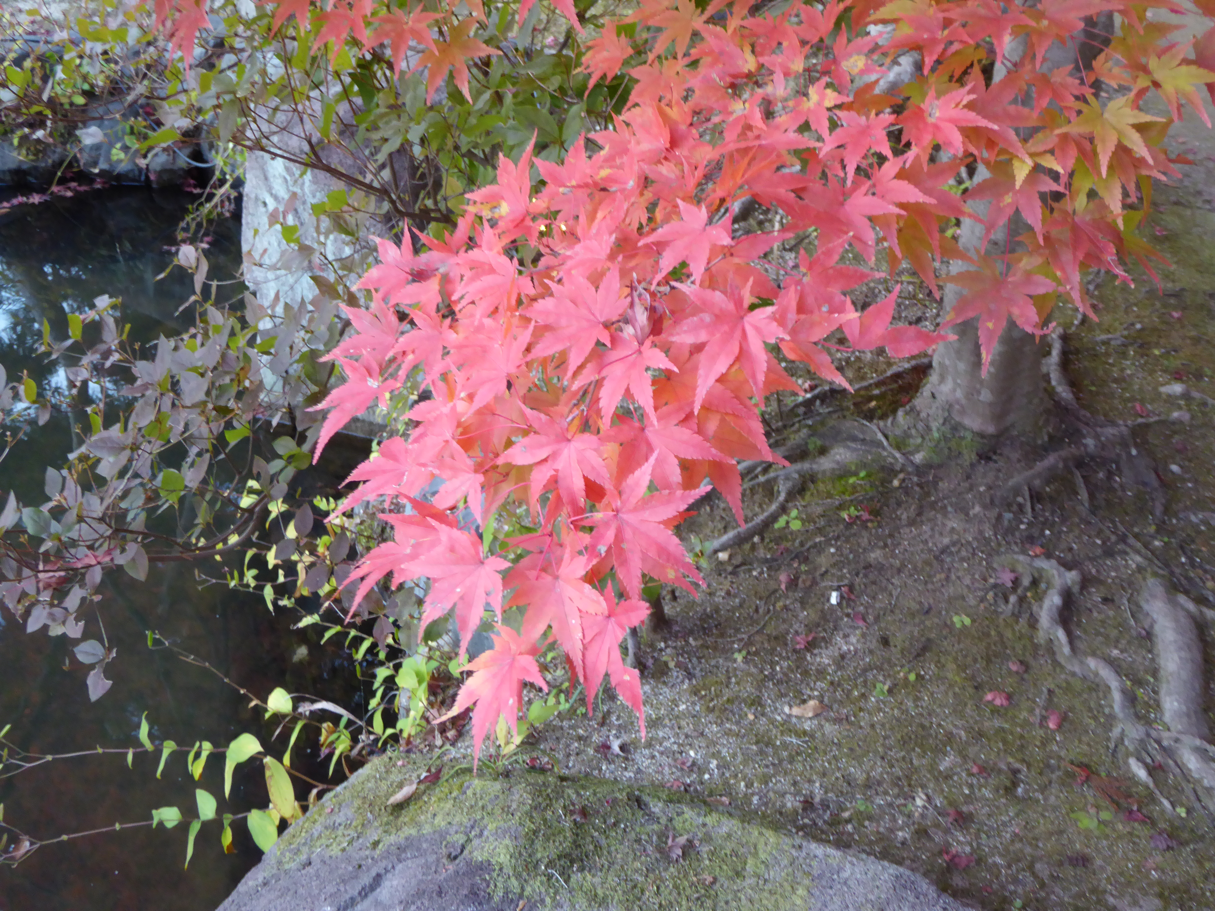 P1010178.JPG