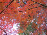img0009.jpg