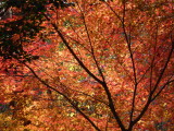img0011.jpg