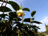 img0018.jpg