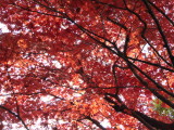 img0068.jpg