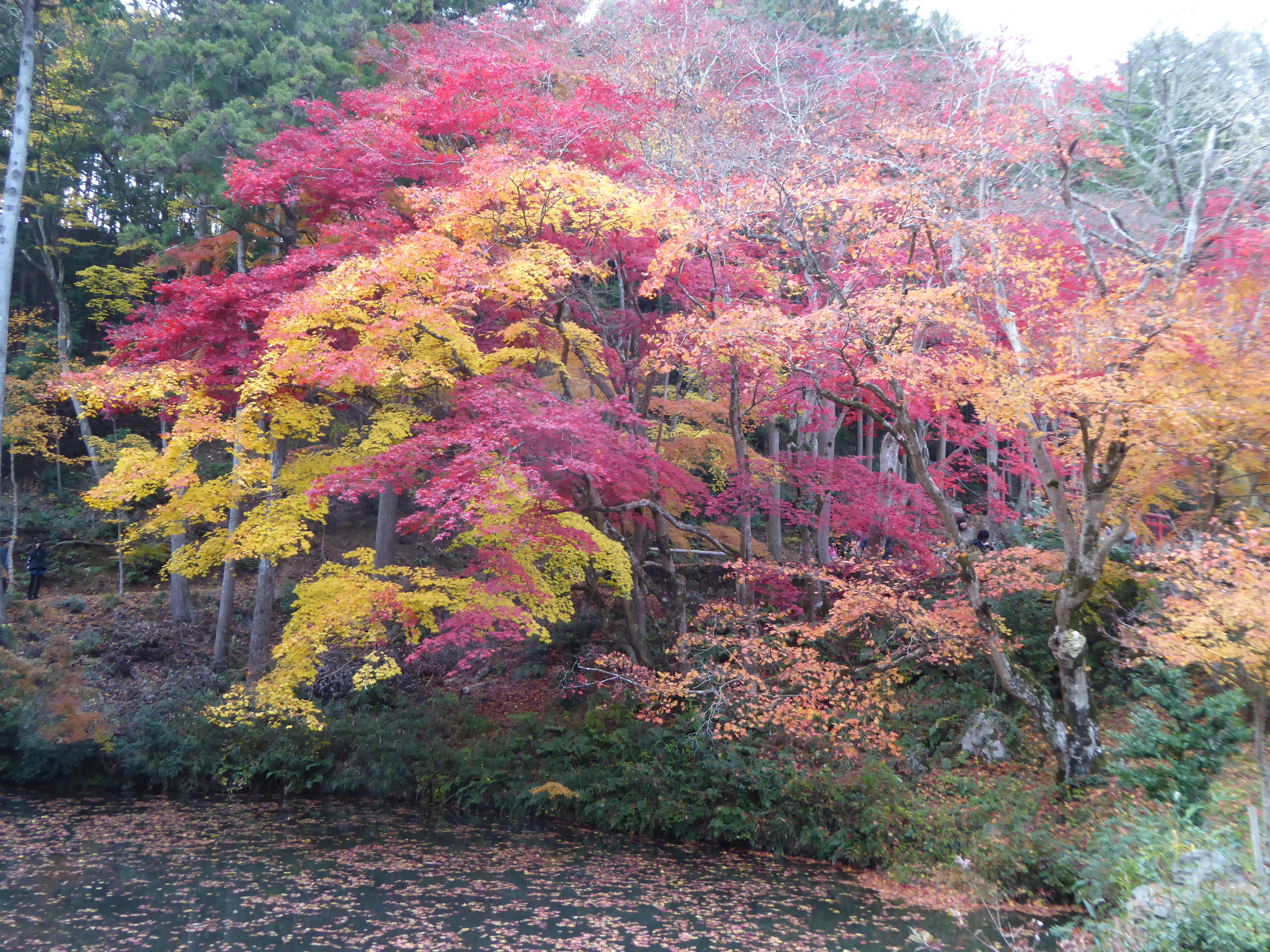 P1010184.JPG