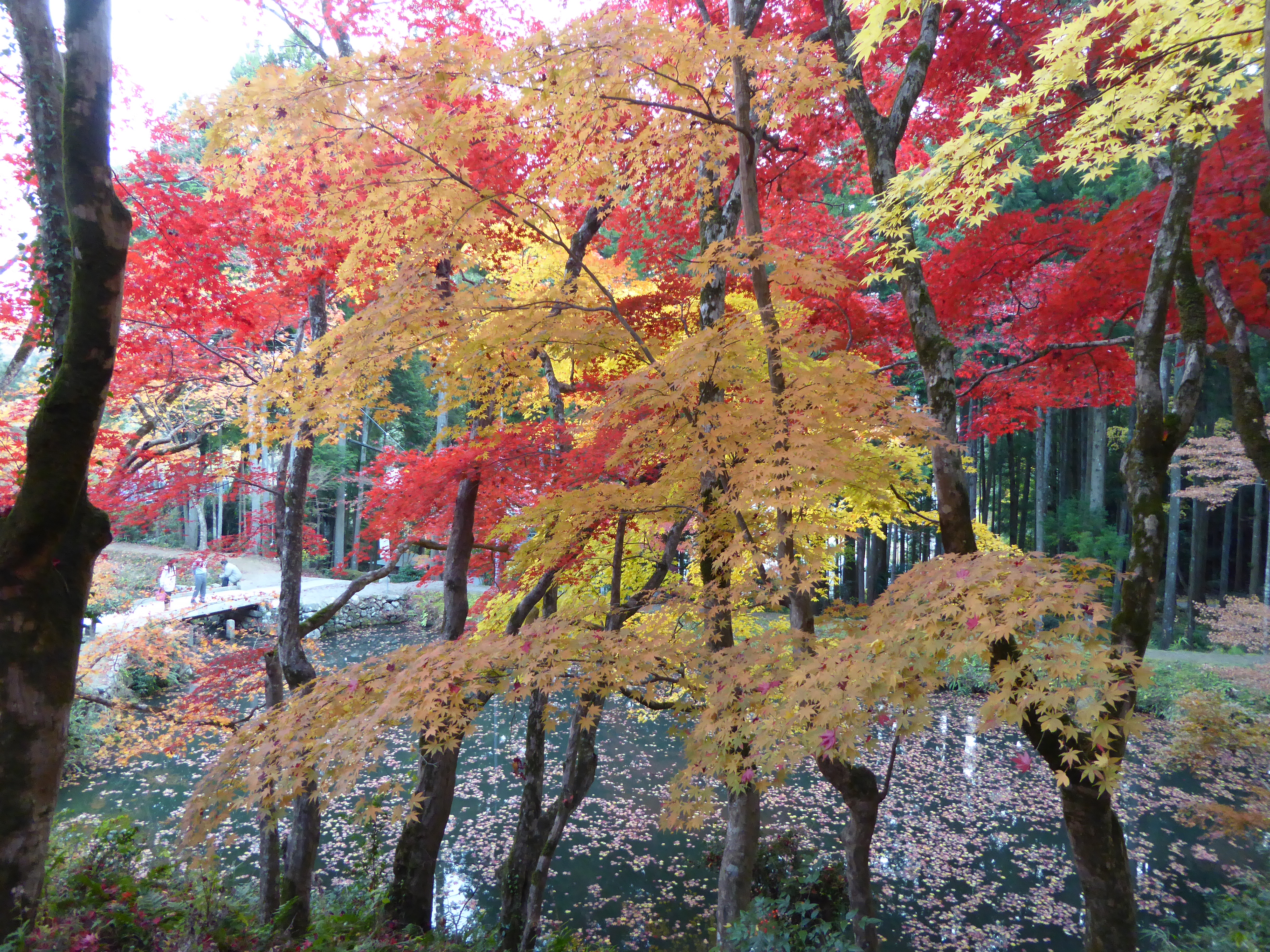P1010186.JPG