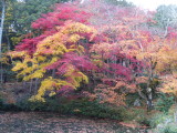 img0001.jpg