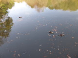 img0000.jpg
