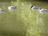 img0080.jpg