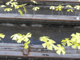 img0017.jpg
