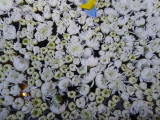 img0020.jpg