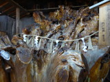 img0003.jpg