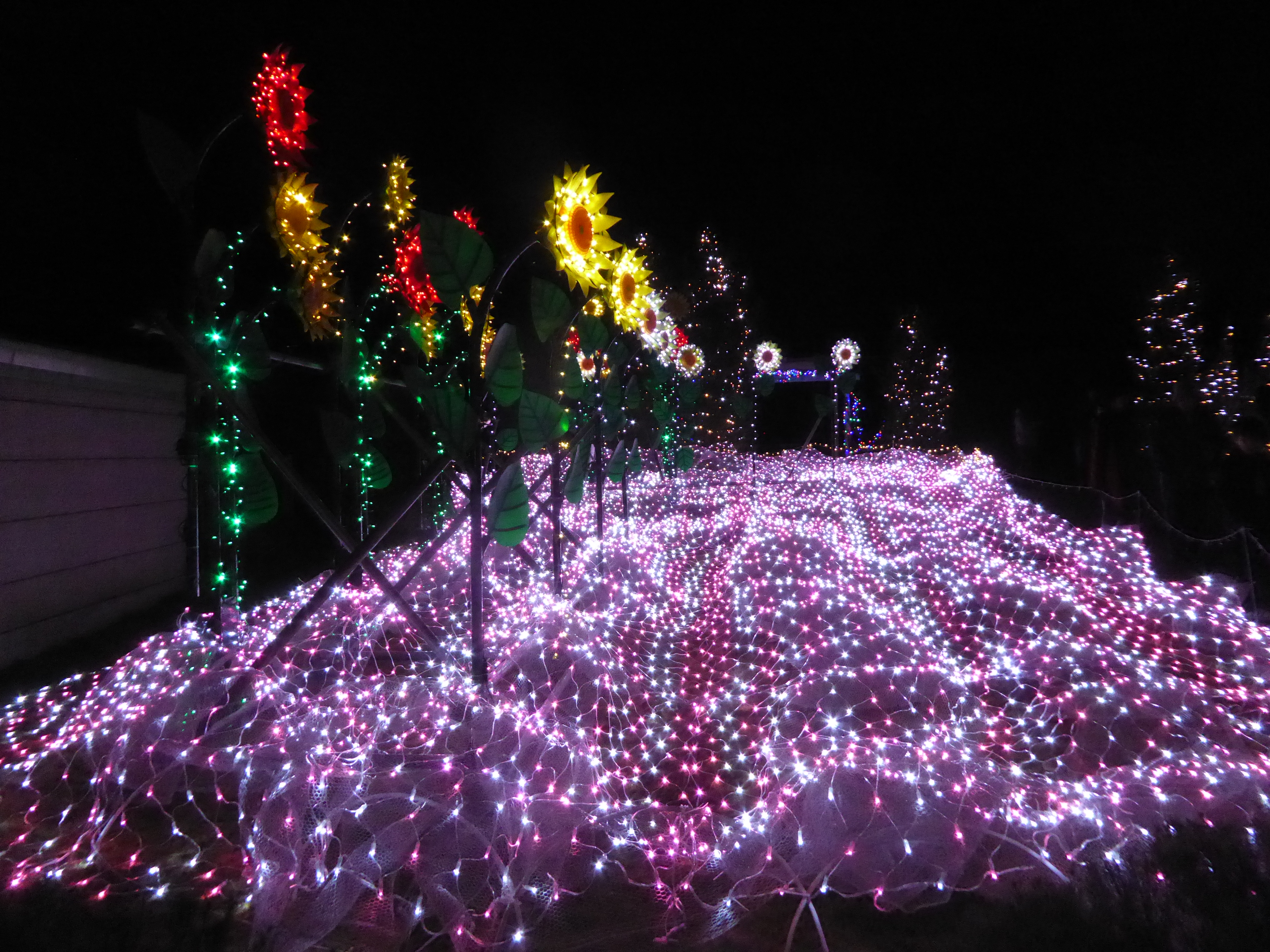 P1020013.JPG