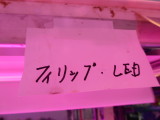 img0171.jpg