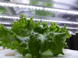 img0004.jpg