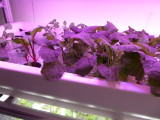 img0064.jpg