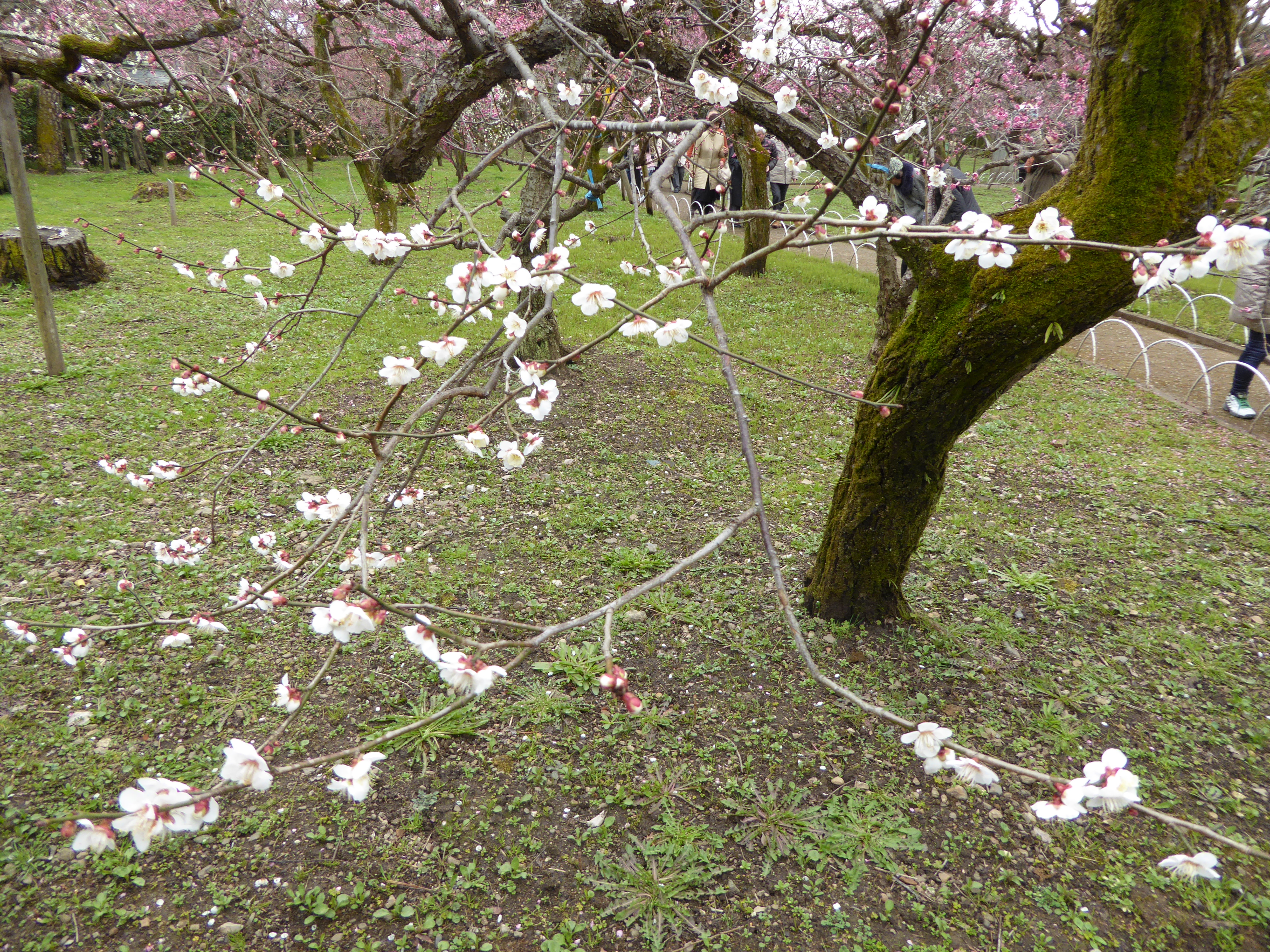 P1020374.JPG