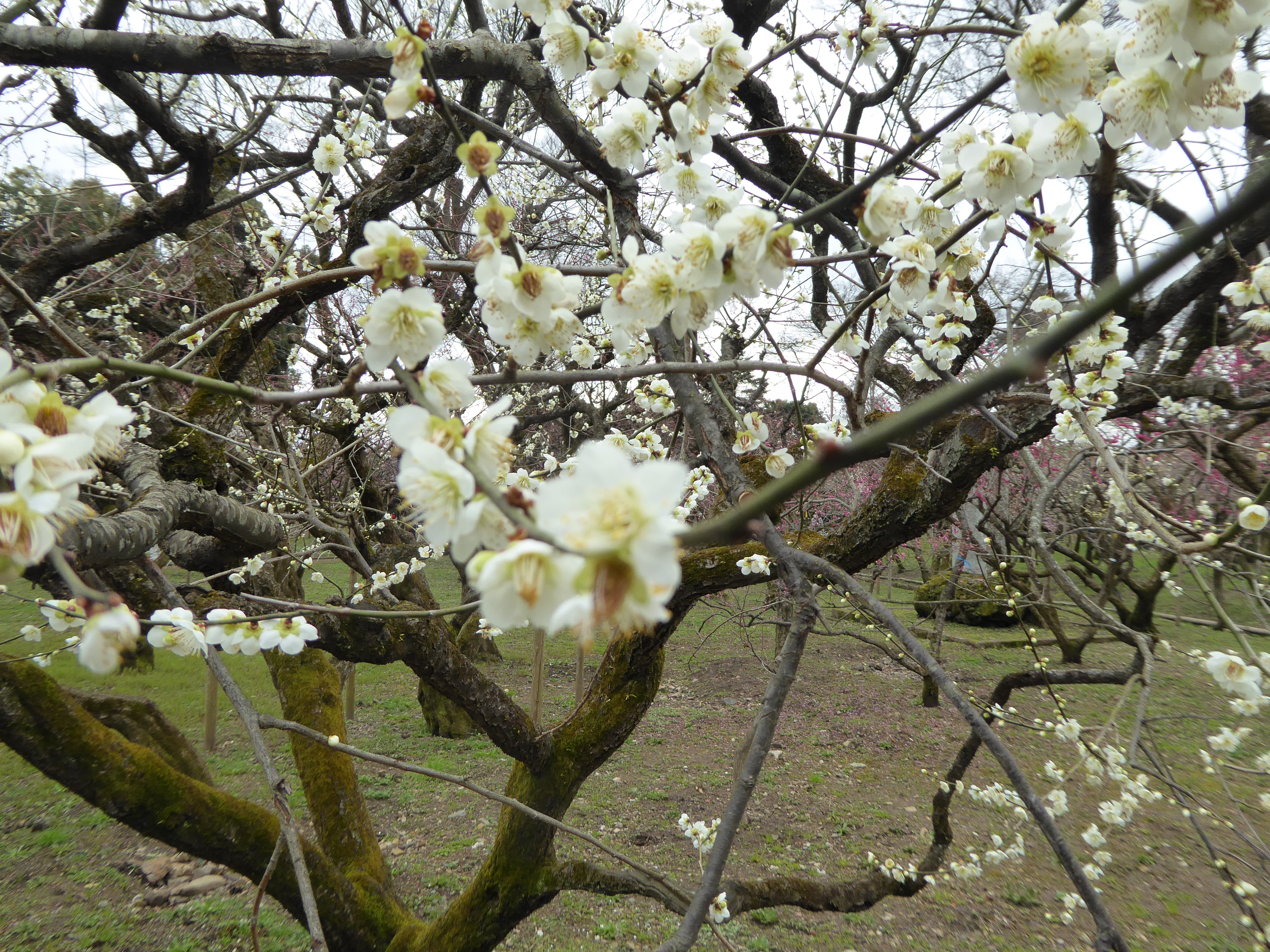 P1020377.JPG